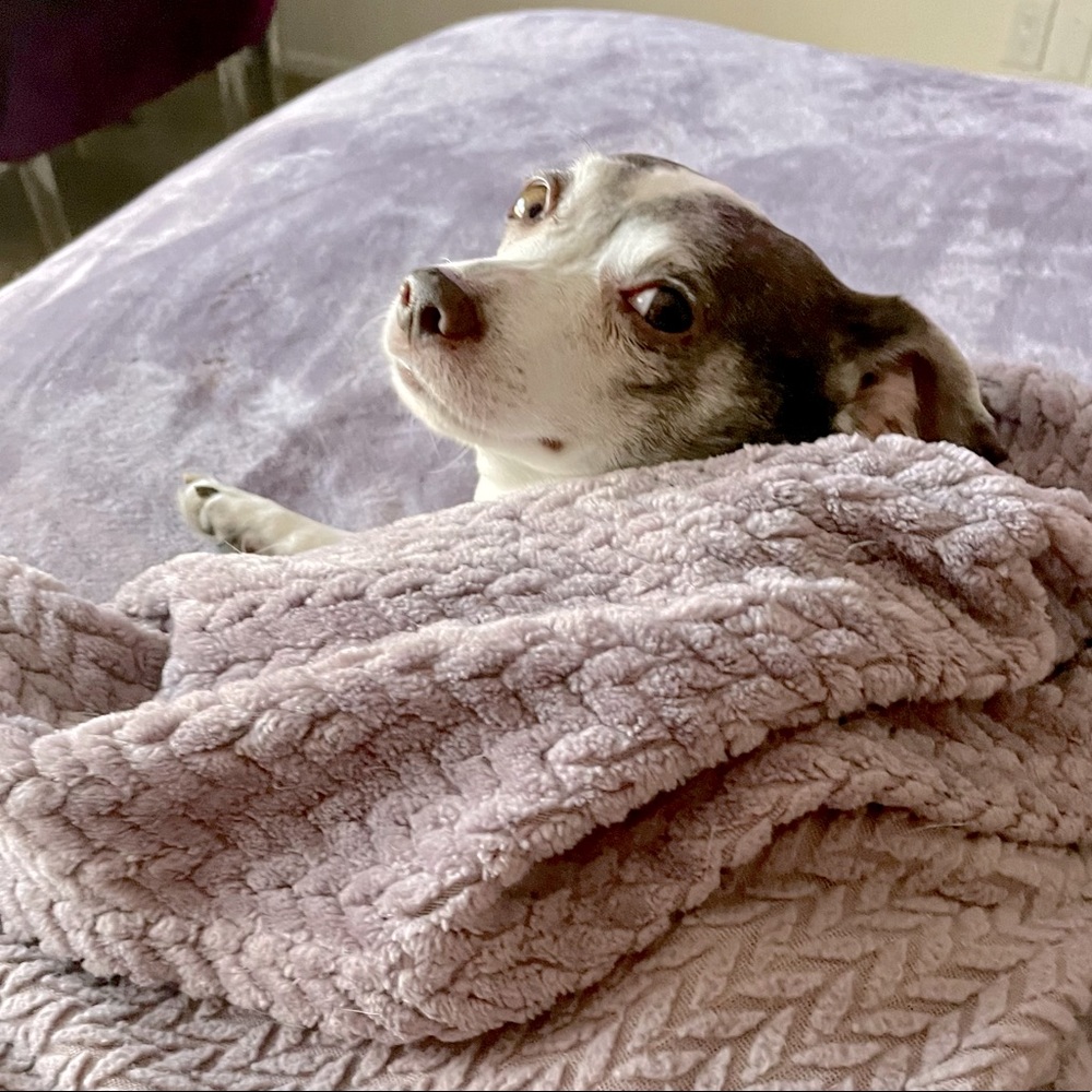 Meet your Posher, Rachel